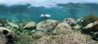 Diving with spotted seals