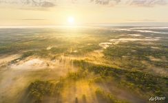 Bryansk forest on a foggy morning