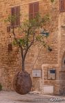 Oranger Suspendu suspended orange tree, Jaffa