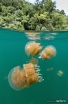 Golden jellyfishes. Split