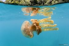 Golden jellyfish (Mastigias papua)