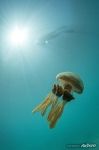 Golden jellyfish (Mastigias papua)