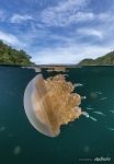 Jellyfish Lake. Split