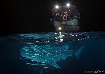 Whale shark, Maldives