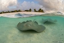 Stingrays. Maldives