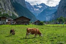 Alpine cows