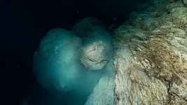 Skull of a big turtle