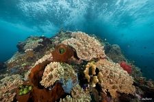 Corals #40
