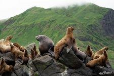 Steller sea lions