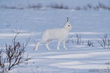 Animals of Polar Urals #1 Animals of Polar Urals #1