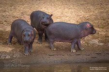 Hippos