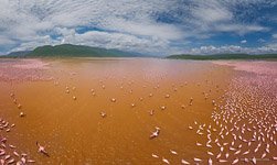 Flamingo, Kenya, Lake Bogoria #36