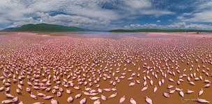Flamingo, Kenya, Lake Bogoria #32 Flamingo, Kenya, Lake Bogoria #32
