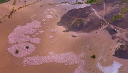 Flamingo, Kenya, Lake Bogoria #27