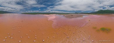 Flamingo, Kenya, Lake Bogoria #38