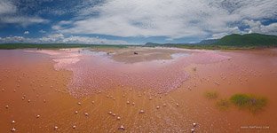 Flamingo, Kenya, Lake Bogoria #41