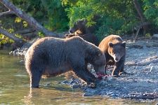 Bears with fish