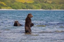 Bears in the lake