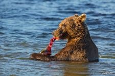 Bear eating a fish