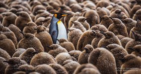 Penguins, South Georgia Island #6