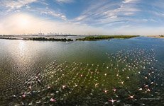 Flamingos in the Ras Al Khor Wildlife Sanctuary