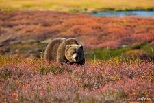 Bear at the Uzon caldera