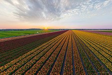 Tulip fields in Netherlands #6